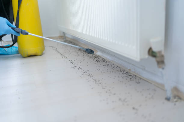 Trusted Orland, CA Pest Control Experts